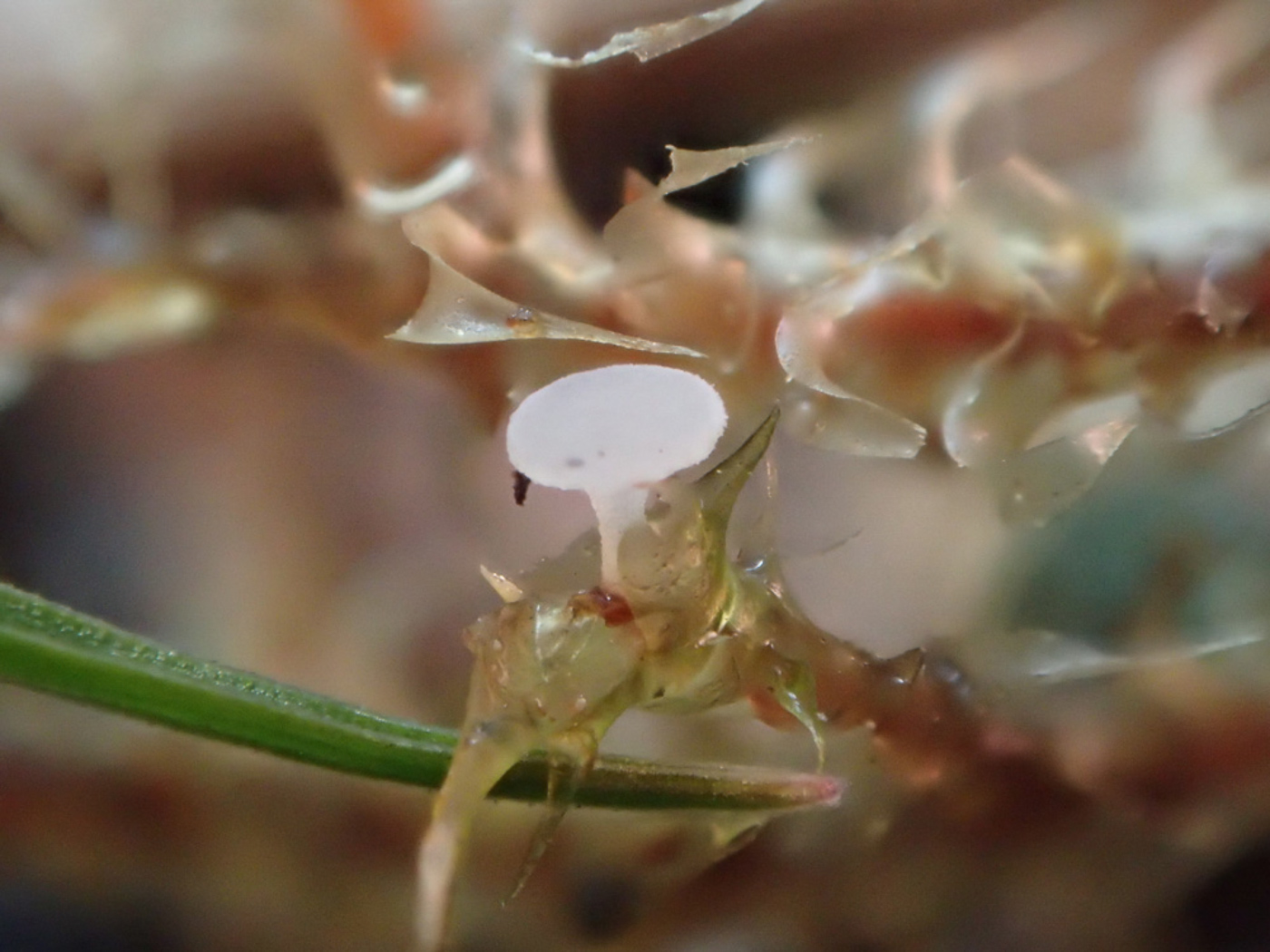 Photo © Sarah Ebdon Bryoscyphus phascoides by Sarah Ebdon